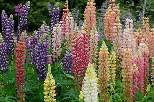 Lupin Mioulane MAP NPM 914375564