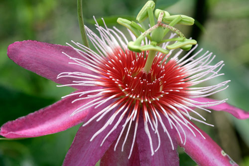 Passiflora Mioulane MAP NPM 850341039