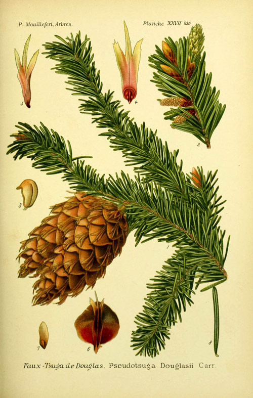 Pseudotsuga douglasii