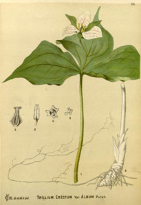 Trillium Millspaugh