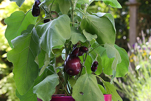 Aubergine Mioulane MAP NPM 719516040