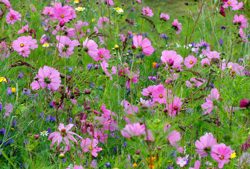 Cosmos Mioulane MAP NPM 90160456