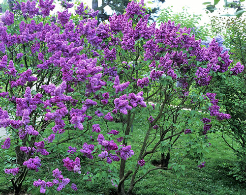 Lilas MAP Descat ADE GIP0093235