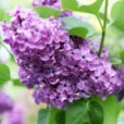 Lilas Mioulane MAP NPM 84946144