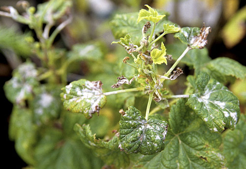 Oidium Groseillier Mioulaen MAP NPM GIP0097363