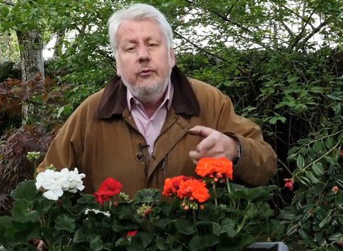 Patrick Mioulane Geraniums NewsJardinTV