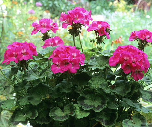 Pelargonium Mioulane MAP NPM GIP0102144