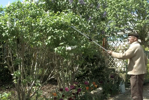 Taille Lilas Equilibrage NewsJardinTV