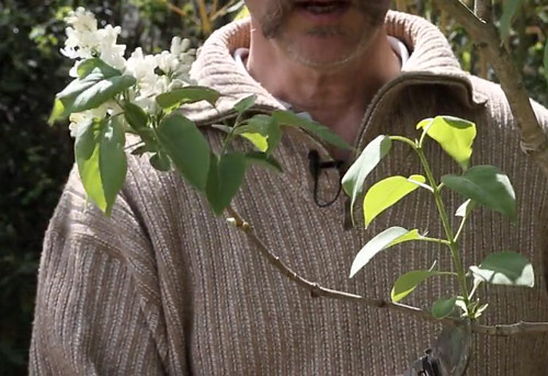 Taille Lilas Jeune Pousse NewsJardinTV