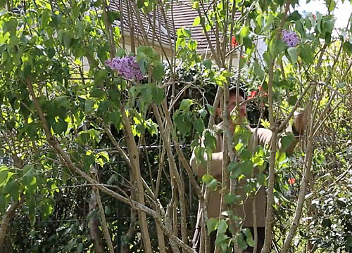 Taille Lilas structure NewsjardinTV