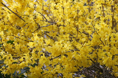 forsythia Mioulane MAP XY7S3338