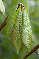 Aesculus parvifolia MAP FTO 120507210