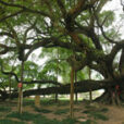 Banyan Mioulane MAP 0001592