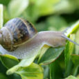 Escargot MIoulane MAP NPM 080116236