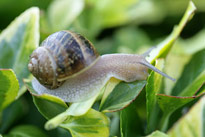 Escargot MIoulane MAP NPM 080116236