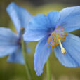 Meconopsis Mioulane MAP NPM 850394606