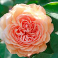 Rose Leander Mioulane MAP 98321647