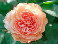 Rose Leander Mioulane MAP 98321647