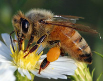 Apis mellifera abeille