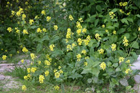 CHELIDONIUM MIOULANE MAP NPM 090202328