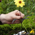 Coupe fleur Dahlia MAP NPA 070716298