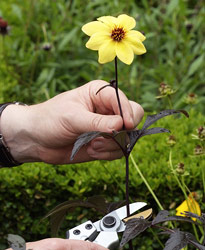 Coupe fleur Dahlia MAP NPA 070716298