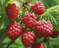 Framboise MAP ADE GIP0051258