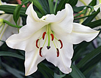 Lilium Zidane Mioulane MAP NPM 850309330