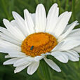 Marguerite Mioulane MAP NPM 84948005