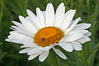 Marguerite Mioulane MAP NPM 84948005