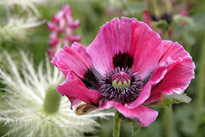 Papaver orientale Mioulane MAP NPM 850318420