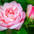 Rose Mademoiselle Renee Denis MioulaneMAP NPM 914374914