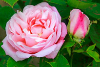 Rose Mademoiselle Renee Denis MioulaneMAP NPM 914374914
