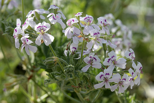 Pelargonium graveolens Mioulane MAP NPM 850318669