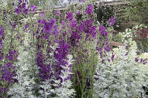 Absinthe Verbascum Mioulane MAP NPM 850312283