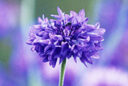 Centaurea cyanus MAP FP CS2573 GWI