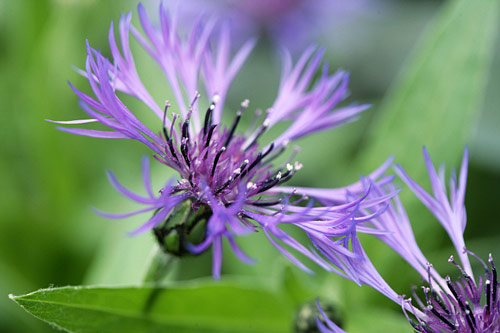 Centaurea montana Mioulane MAP NPM 850394657