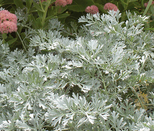 artemisia absinthum lambrook silver