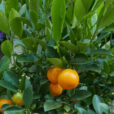 Calamondin Mioulane NewsJardintv P1010820