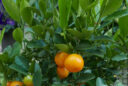 Calamondin Mioulane NewsJardintv P1010820