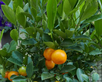 Calamondin Mioulane NewsJardintv P1010820