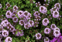 Thymus serpyllum Mioulane MAP NPM GIP0027108