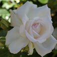 Rose Roseblush Mioulane MAP NPM 719516849