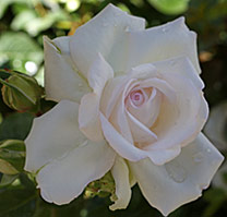 Rose Roseblush Mioulane MAP NPM 719516849