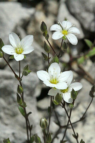 arenaria provincialis