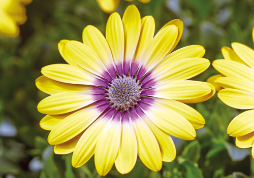 Osteospermum ecklonisFlorensis3CMYK