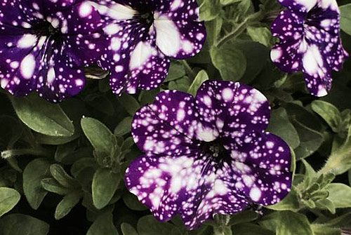 Petunia NightSky Fleurostar