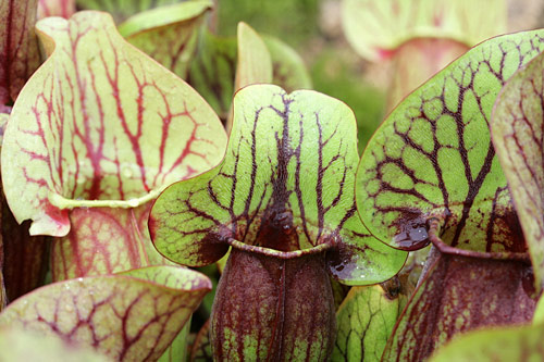 Sarracenia Mioulane MAP NPM 080928333