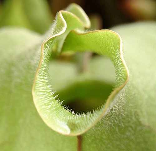 Sarracenia Poils MAP NPA S2041202127