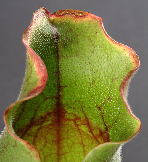 Sarracenia purpurea MAP NPA S2041202113